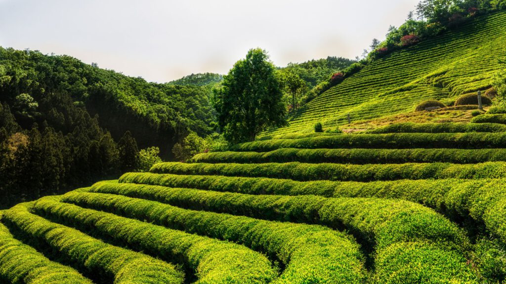 Boseong Green Tea Fields - AllesoverKorea.nl