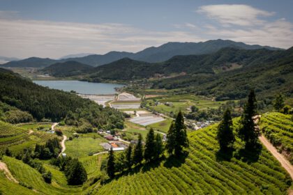 Boseong Green Tea Fields - AllesoverKorea.nl