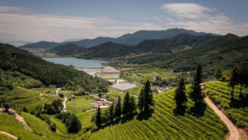 Boseong Green Tea Fields - AllesoverKorea.nl