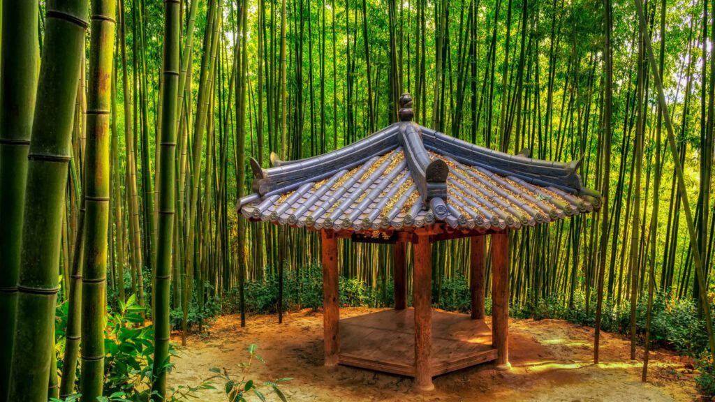 Damyang Bamboo Forest bezoeken: tips en uitleg