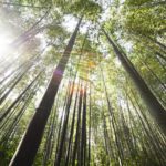 Damyang Bamboo Forest bezoeken: tips en uitleg