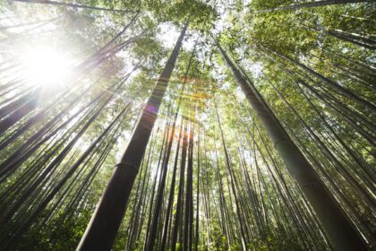 Damyang Bamboo Forest bezoeken: tips en uitleg