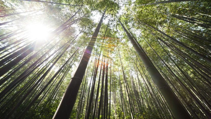 Damyang Bamboo Forest bezoeken: tips en uitleg